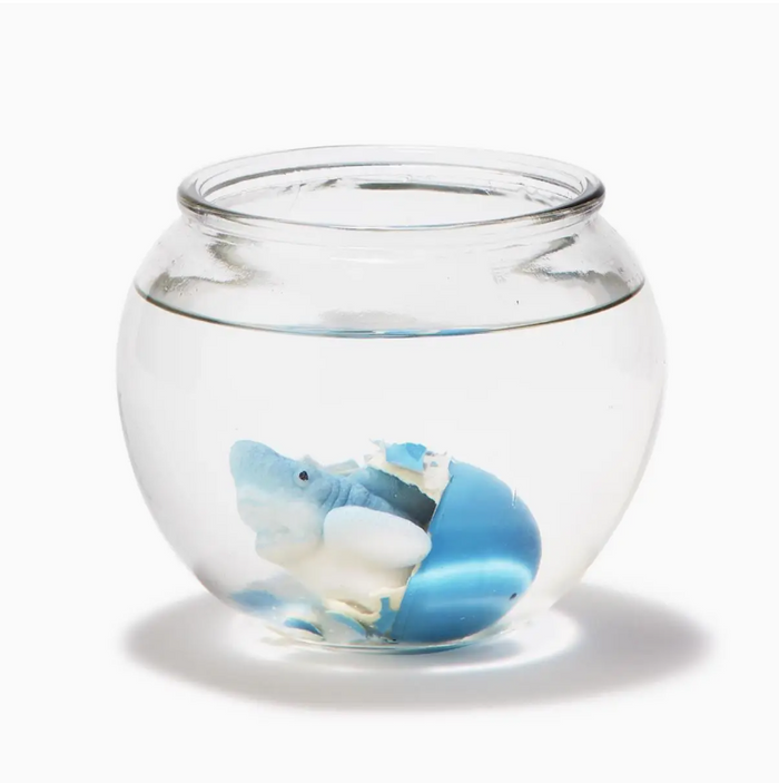 Grow Your Own Shark