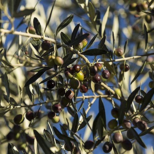 LUGLIO
Olio Luglio - Extra Virgin Olive Oil | Cold Pressed 1Lt. Bottles (12 Per Case)
